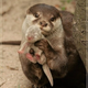 Illustration for article titled Little Otter Brought You Her Babeh, and the Toosday Roundup Tue You To